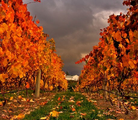 网络手机号呼叫软件免费版